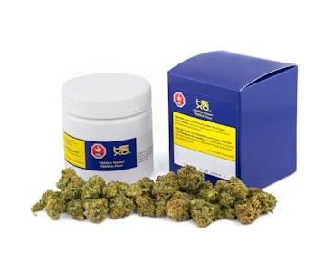 XMG+ - Orange Soda Zero 355ml Soda