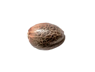 34 Street Seed Co - x 4 - PINK LEMONADE SEEDS