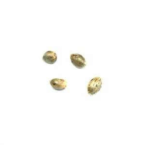 Pure Sunfarms - x 4 - PURE SUNFARMS - HEADBAND SEEDS