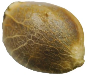 erbaceous - x 4 - D3NALI