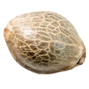 Mango CBD 1:1 Seeds (Feminized)  Seeds