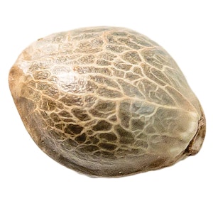 ANC INC - Mango CBD 1:1 Seeds (Feminized)  Seeds