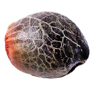 Humboldt Seed Company - Magic Melon Seeds (Autoflower) 5 Pack Seeds