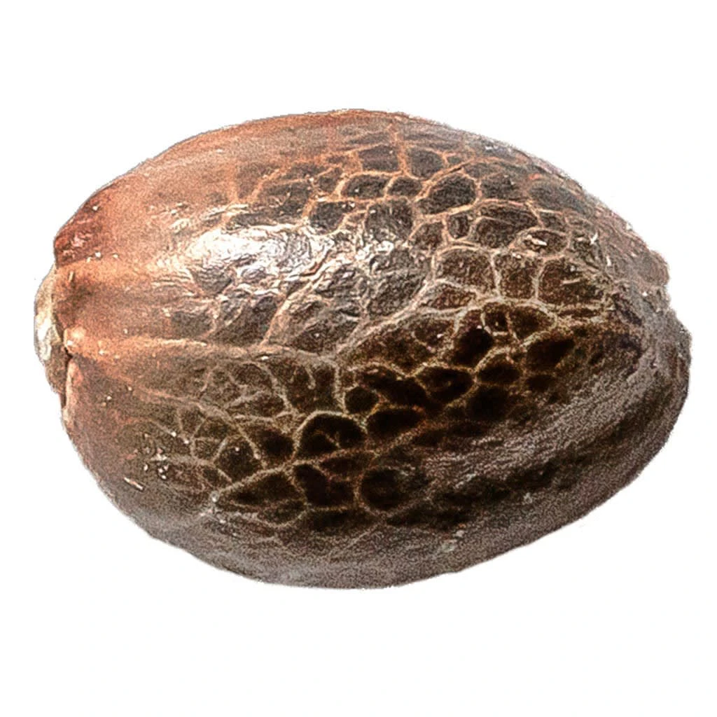 34 Street Seed Co. - 34 Street Seed Co. - Pink Lemonade Seeds Hybrid - 5 Pack Main Image