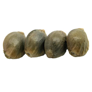 erbaceous™ - D 3 N A L I Sativa Seeds (Regular) 4pc *Main Street Exclusive*