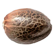 34 Street Seed Co. -  Pink Lemonade Seeds - 4 Pack