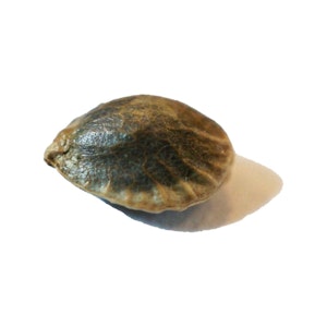 erbaceous - D 3 N A L I Seeds | 4 Pack