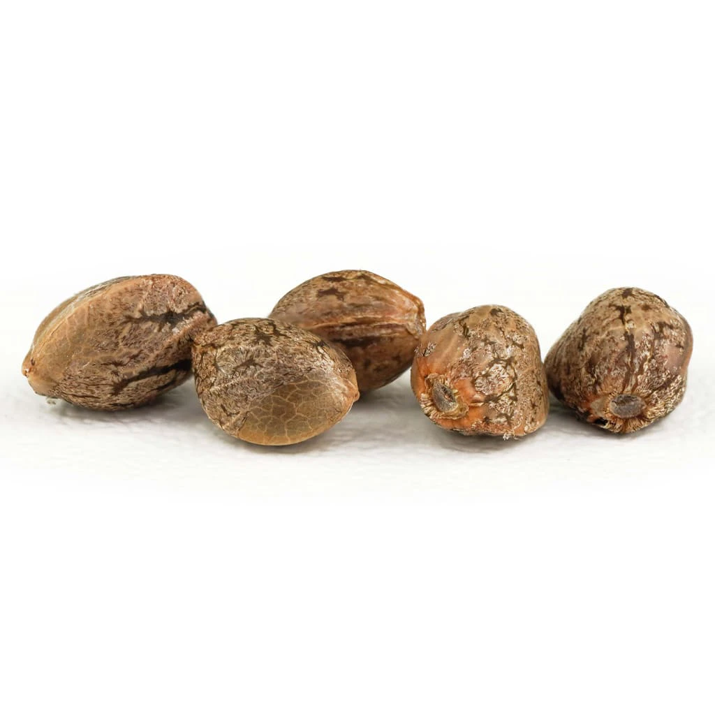 Dutch Passion - Purple #1 Seeds - 5 Pack Main Image