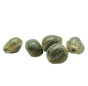 Weathered Islands Craft Cannabis - x 5 - PINK APRICOT SEEDS