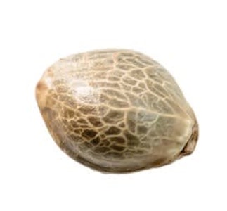 34 Street Seed Co - x 5 - MANGO CBD 1:1 SEEDS