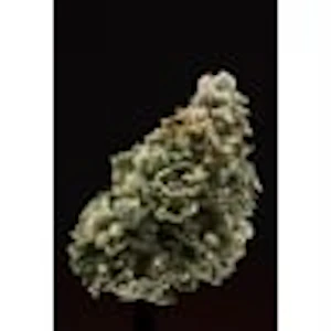 Western Cannabis - Western Cannabis Orange Creamsicle 1g