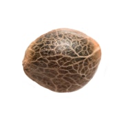 Garlic Cookies Seeds 5 Pack Seeds