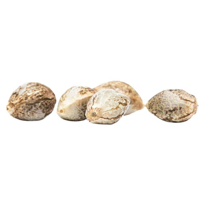 Great Gardener Farms - CBD Rene Seeds (Feminized) 5 Pack Seeds- Great Gardener Farms