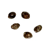 SFV OG Pink Kush THC Auto Seeds - 5 Pack