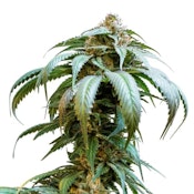 34 St. Seed Co. - Bubba Kush - Feminized 5 Pack