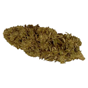 Argentia Gold - Tropicana Banana- Argentia Gold - Dried Flower