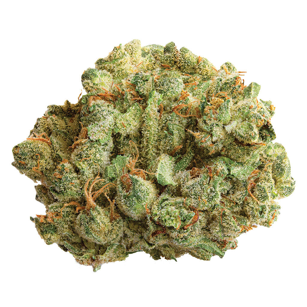 COCOA BOMBA - 28