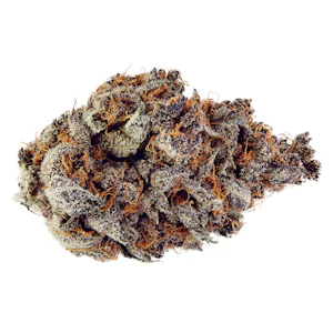 FUGA - Terple LSO - FUGA