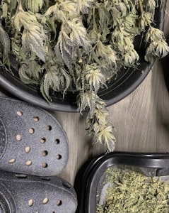 Zig Zag - Craig's Croc Kush