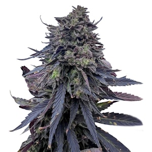 Emerald Mountain Legacy - Royal Kush BX6 F3 8 Pack Seeds