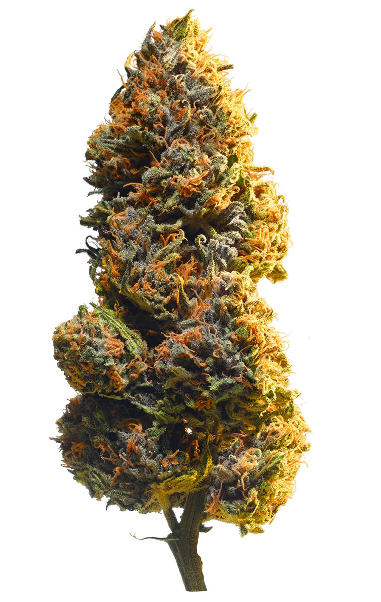 Redecan  - Wappa | 1g Main Image