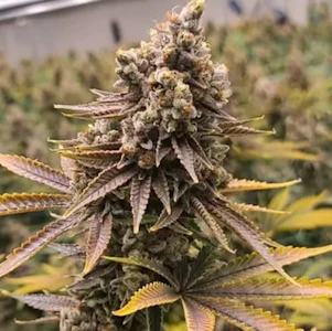 T8C Cannabis - Ice Cream Cake 3.5 Grams