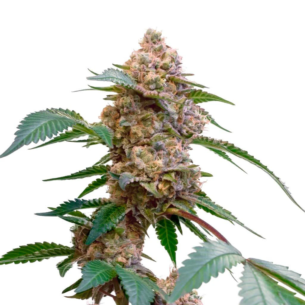 34 STREET SEED CO - Pink Kush Feminized Seeds 5 Pack Seeds Main Image