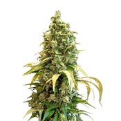 34th Street - Acapulco Gold seeds