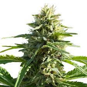Weathered Islands Craft Cannabis - Sugar Diesel Auto Flower 10 Pack of Seeds