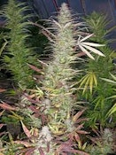 Timewarp Auto Flower 5 Pack of Seeds