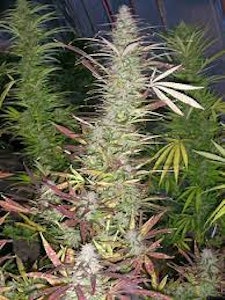 Weathered Islands Craft Cannabis - Timewarp Auto Flower 5 Pack of Seeds