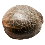 Lemon Skunk Seeds- 34 Street Seed Co.