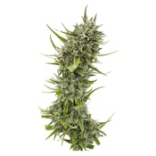 Durban Violette Seeds 4 Pack Seeds