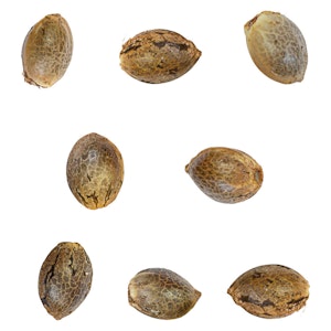 Green Rose Seeds - Green Rose Seeds - Ignition Seeds - 8 Pack