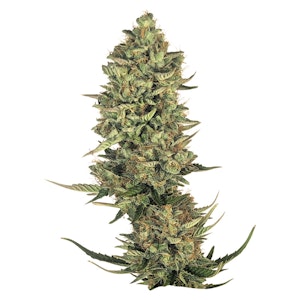 34 Street - x 5 - SUPER LEMON HAZE FEM SEEDS