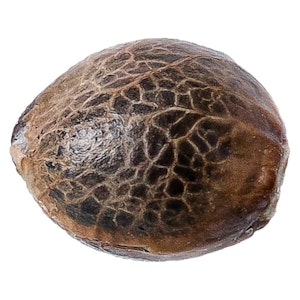 34 Street Seed Co - Black Cherry Punch - Photoperiod pack 5 seeds