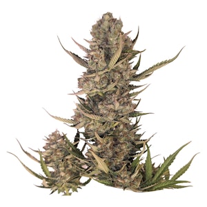 34 Street Seed Co - Pink Lemonade Auto-flowering pack of 5 seeds