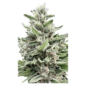 Clone Collector Seed Bank - Apple Truffle Breath - Feminized 4 Pack Seeds