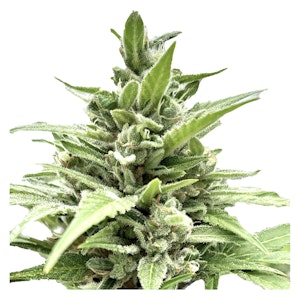 Clone Collector Seed Bank - Tangerine Truffle Breath - Feminized Seeds 1 Pack Seeds