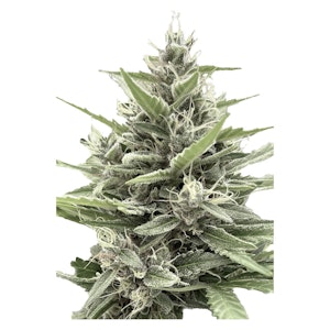 Clone Collector Seed Bank - Clone Collector Seed Bank - Modified Animal Cookies - Feminized - 1 Pack