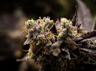 Sweetgrass Organic Cannabis - Sweetgrass Organics| Mandarin Cookies 3.5g | Elevate