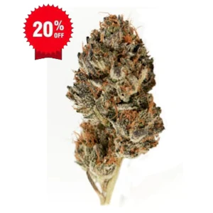 Kush Mountain - Kush Mountain| Gas Plant (Pine Tar) 7g | Elevate