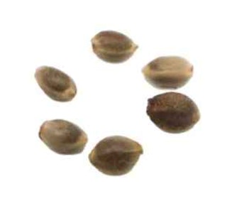 HomeGrow with Freedom - MULTIPAK: VIOLATOR KUSH, GREEN THAI, FOUNDATION CAKE - HOMEGROWN - 6 PACK