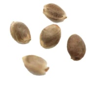 NORTHERN LIGHTS (AUTO SEEDS) | 5- PACK
