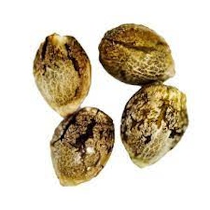 BCLDB - Charlottes Diesel Seeds