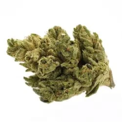 Tantalus - Pacific OG 3.5g Dried Flower Main Image