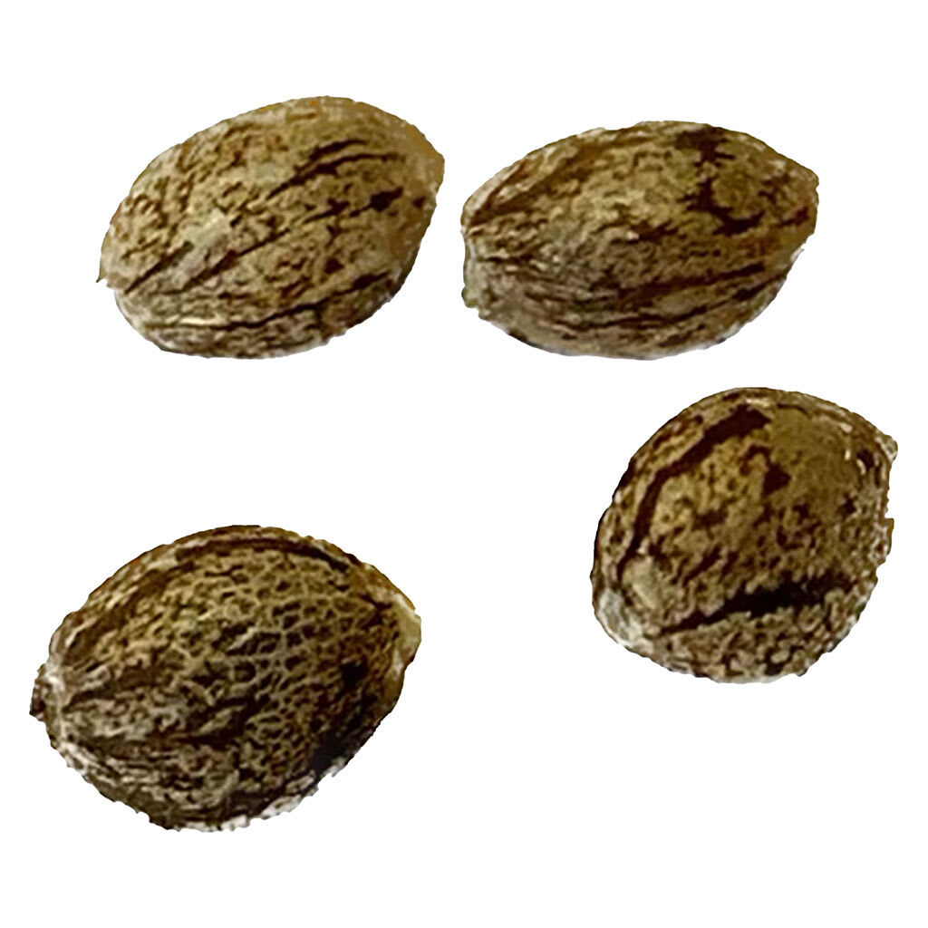 Mendocino Cherry Pie THC Auto - Regular Seeds 4 Pack Seeds