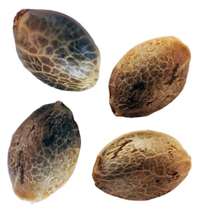 Weathered Island Craft Cannabis - WEATHERED ISLAND CRAFT - 4PK TEXADA COASTAL FEMINIZED VARIETY PACK SEEDS