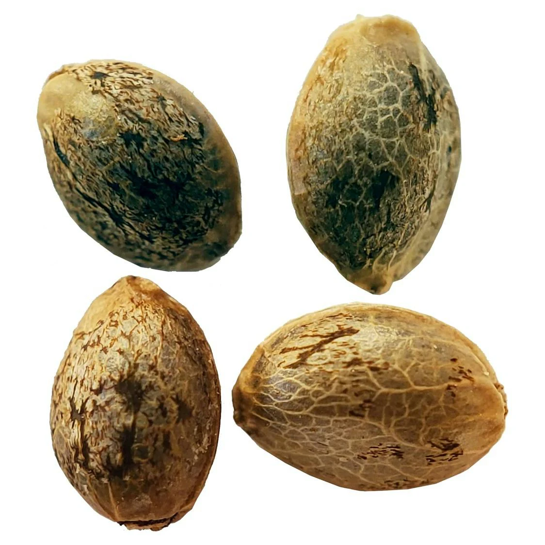 Weathered Island Craft Cannabis - TIMEWARP AUTOFLOWER AUTO FEM MULTI PACK SEEDS - 4 | Balance Main Image