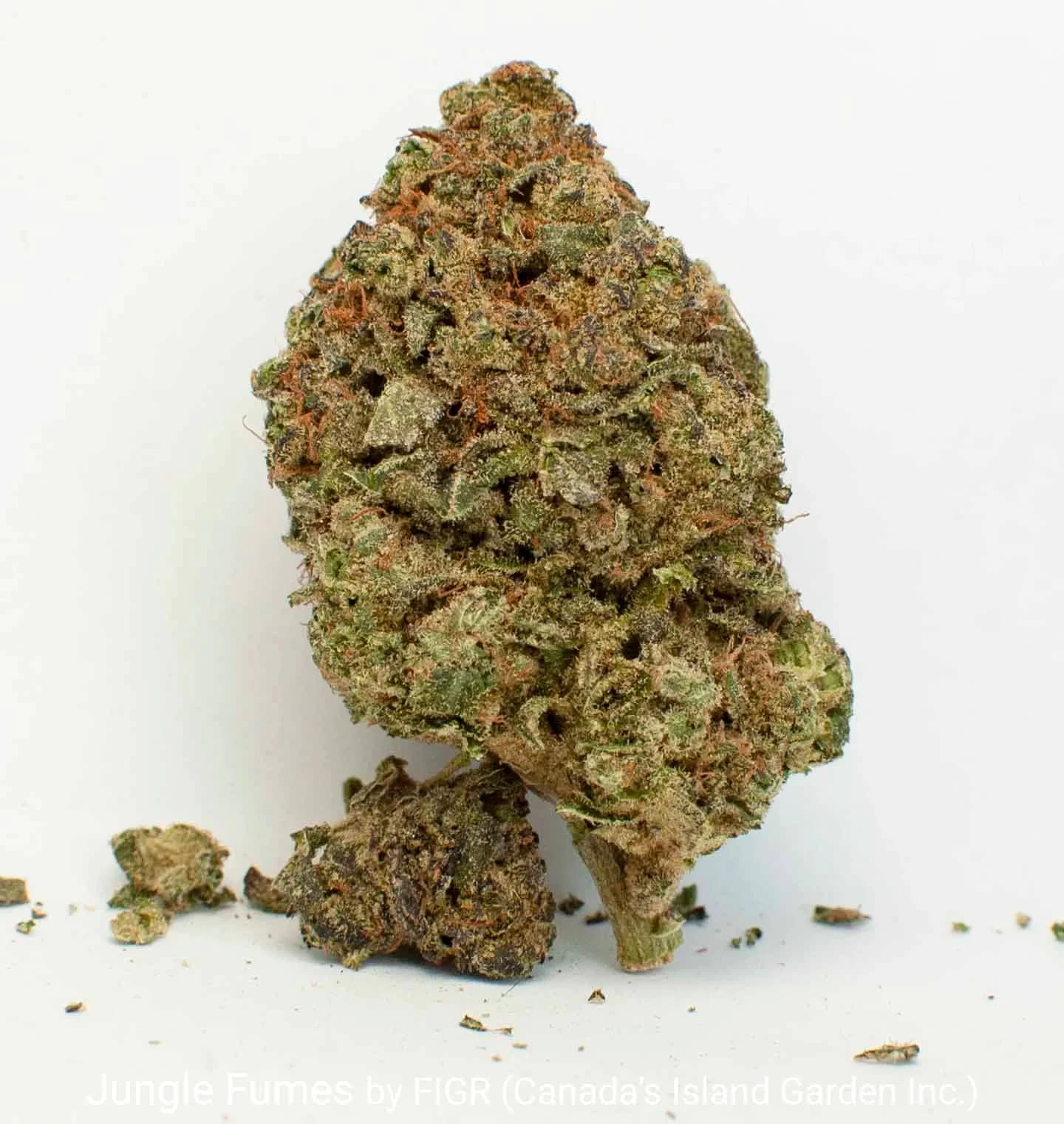 FIGR - JUNGLE FUMES Main Image